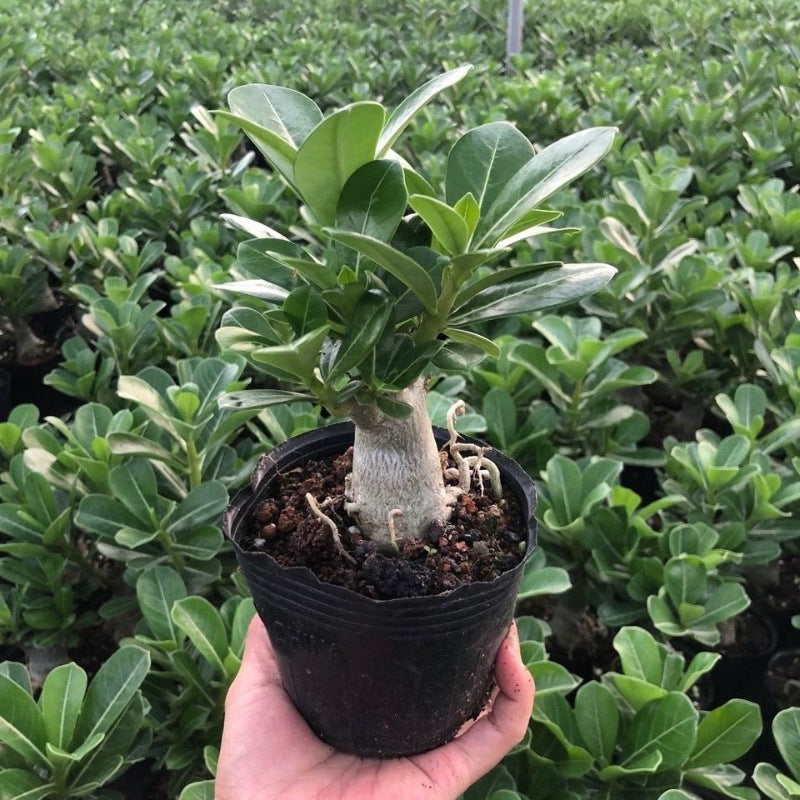 Desert Rose Seedlings Pot Four Seasons Flowers Open